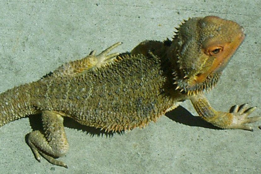 Young Male high orange Bearded Dragon