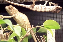 female panther babies