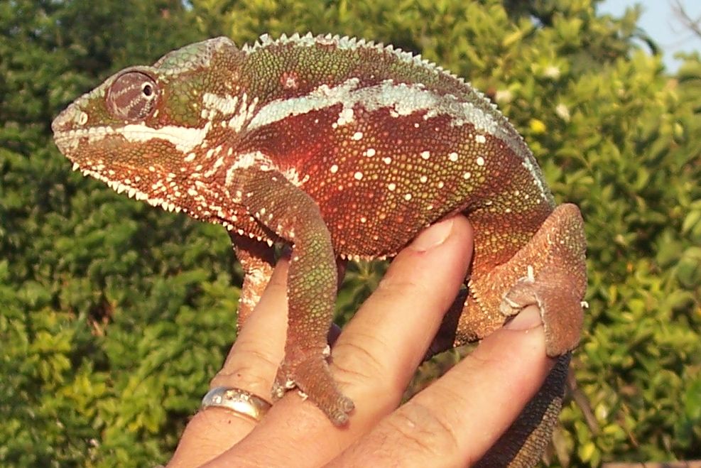 Tamatave Panther
