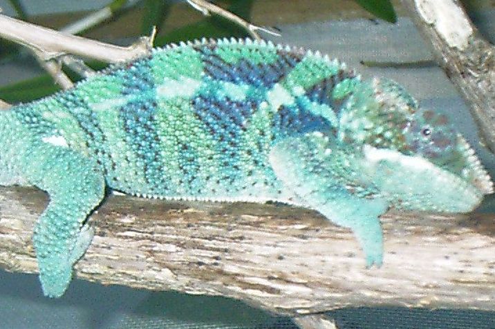 Young Male Ambanja