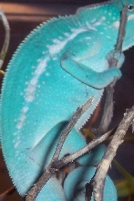 Blue Nosey Be