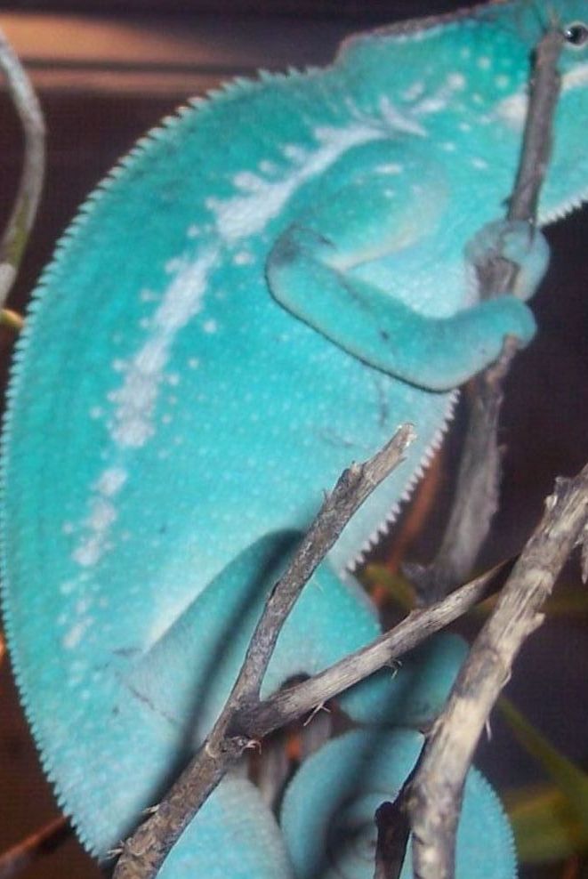 Blue Nosey Be