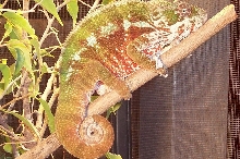 Tamatave Panther