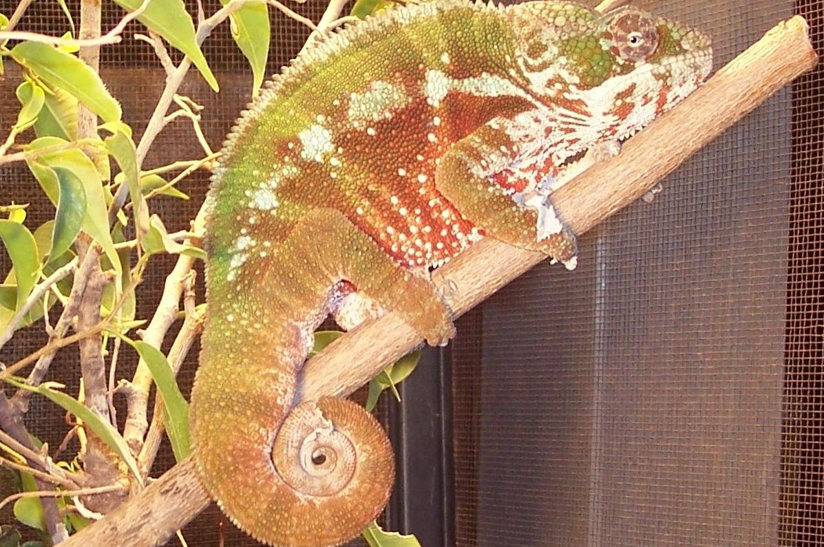 Tamatave Panther
