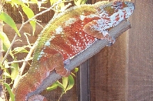 Tamatave Panther-F