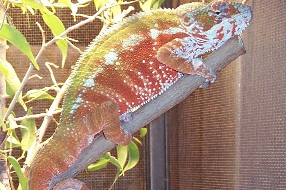 Tamatave Panther-F