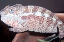 Ambanja/Nosey Be male1