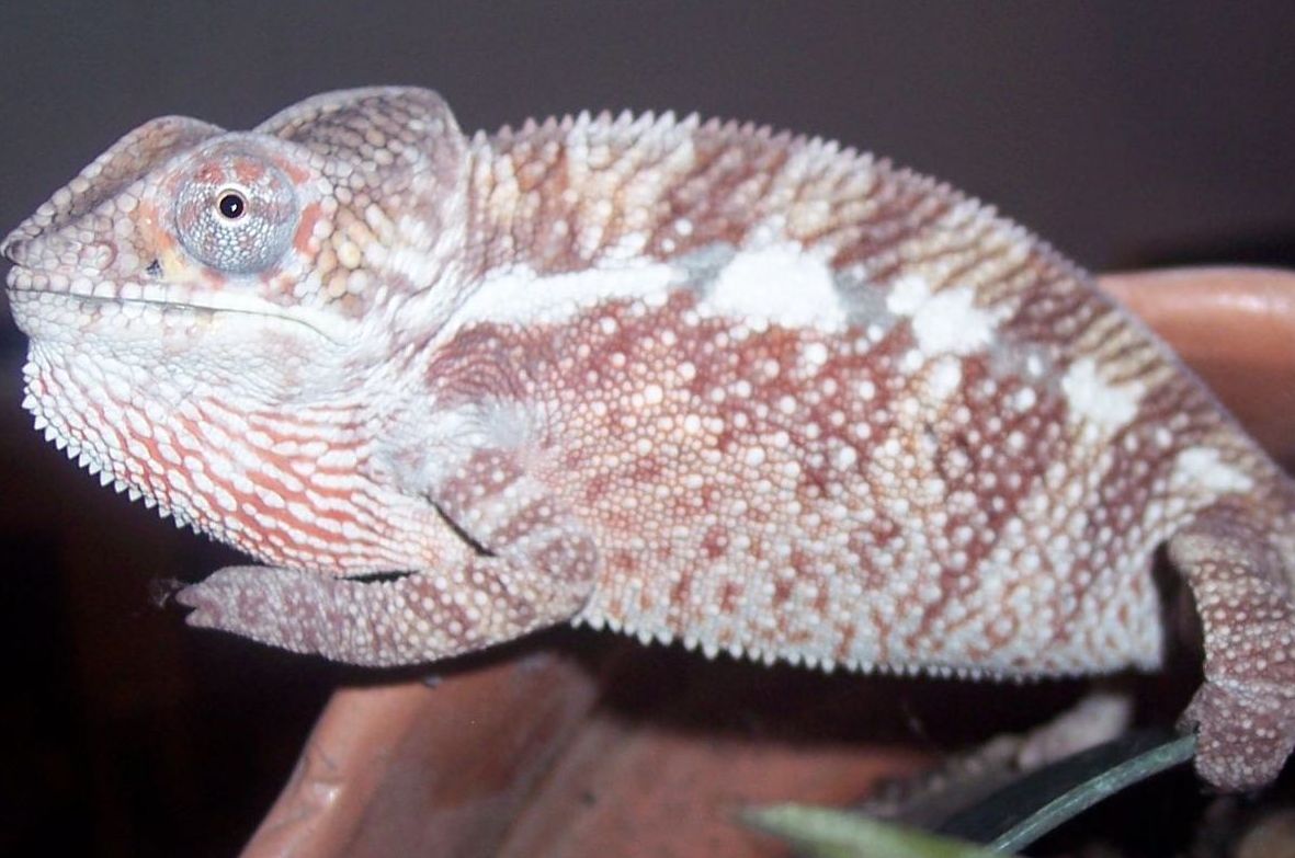 Ambanja/Nosey Be male1