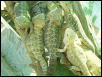adult beardies