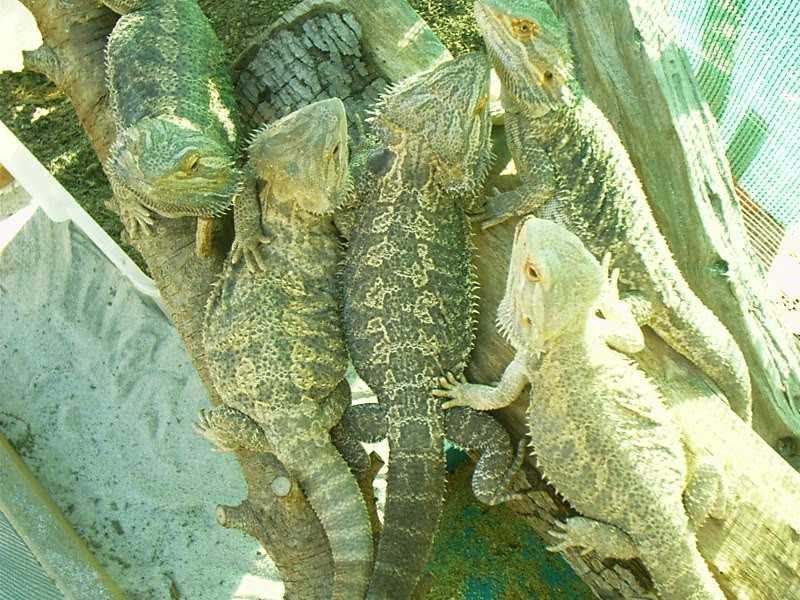 adult beardies
