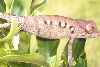 Female Ambanja/Nosey Be
