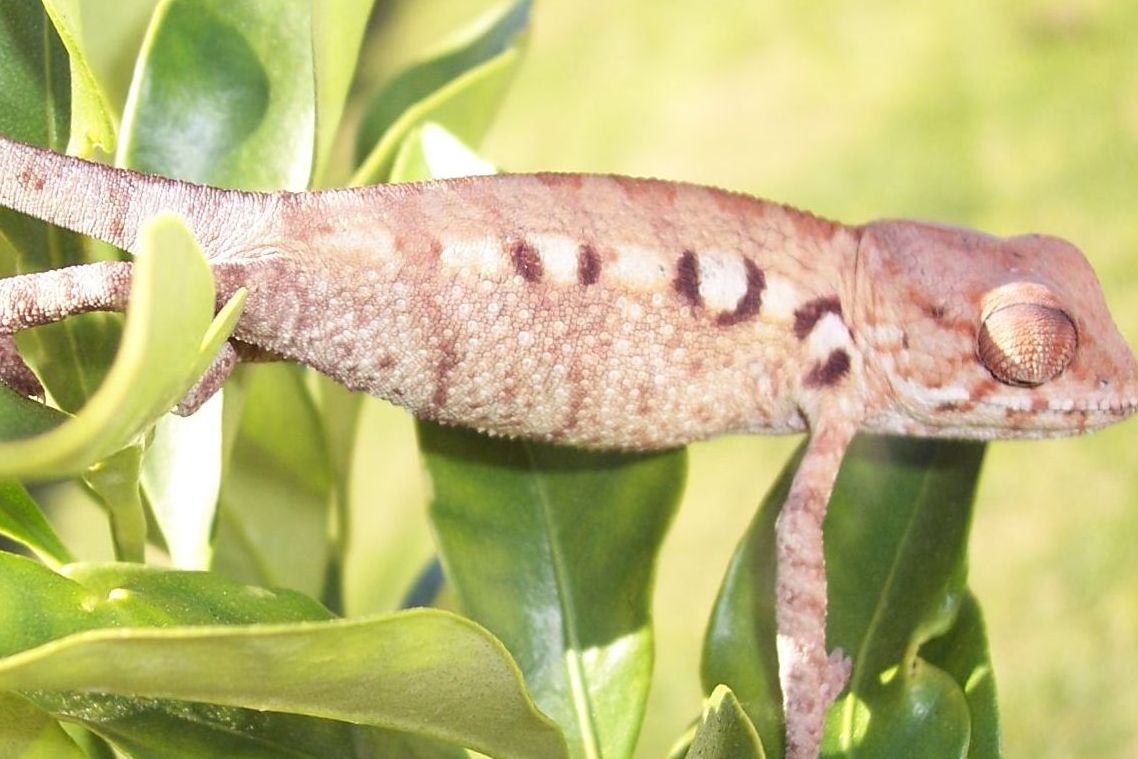 Female Ambanja/Nosey Be