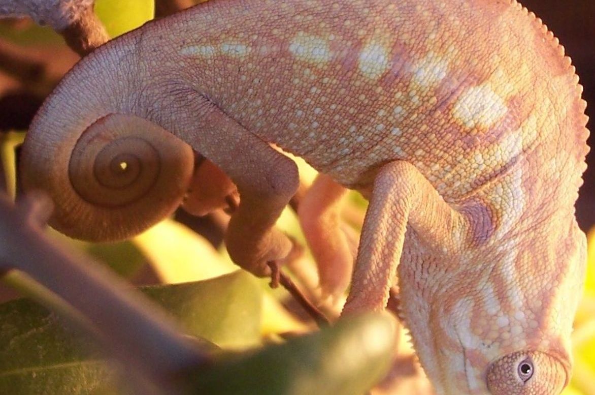 female panther baby