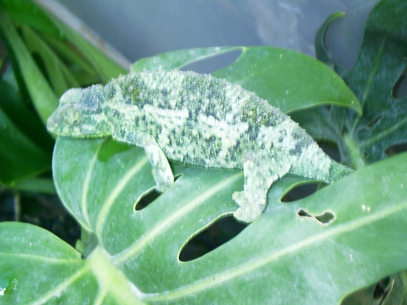 Jackson female
