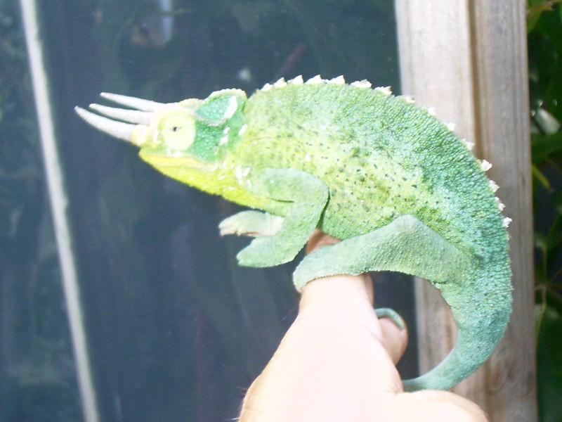 Nice Male Jackson