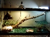 Dragon Cage2