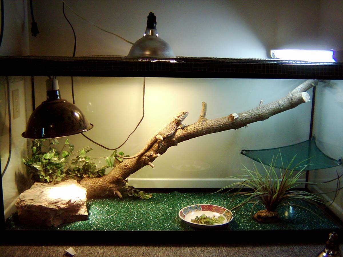 Dragon Cage2
