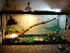 Dragon Cage1