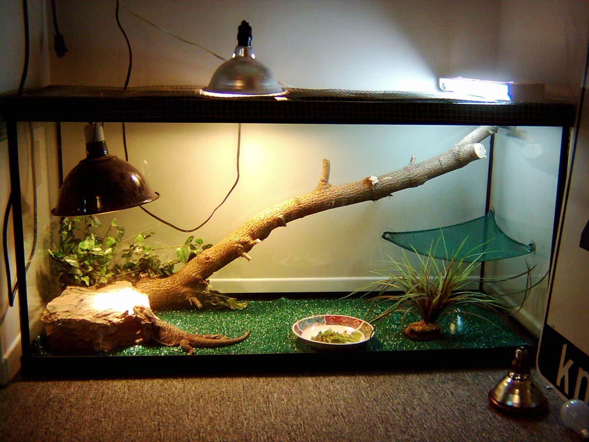 Dragon Cage1
