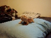 Male Beardie1