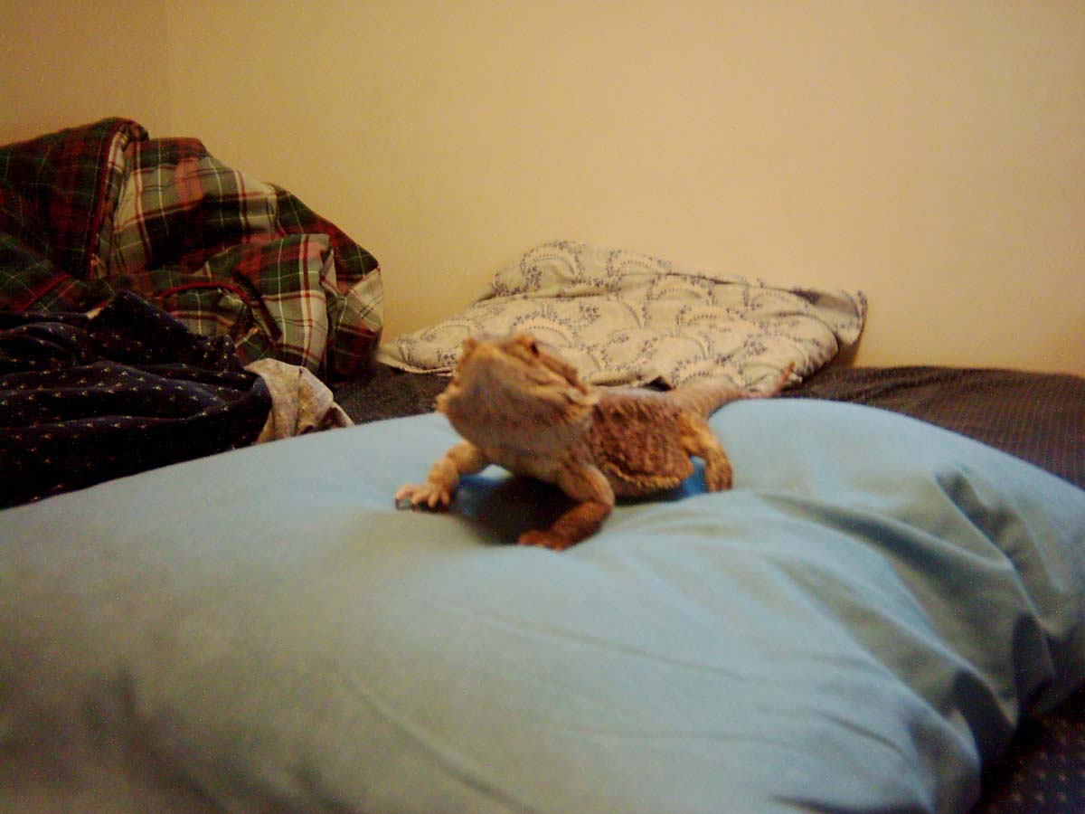 Male Beardie1