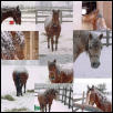 Big Dog Storm '03