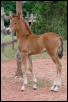 Cascabel