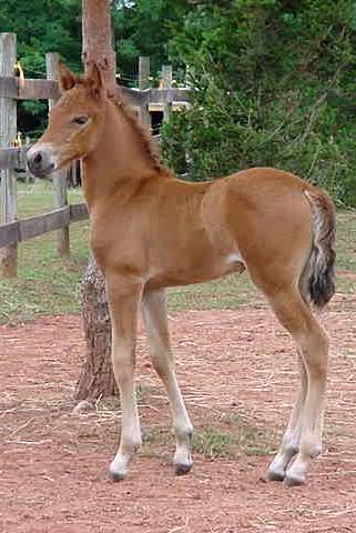 Cascabel
