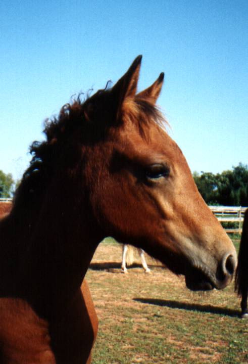 Cascabel del alba