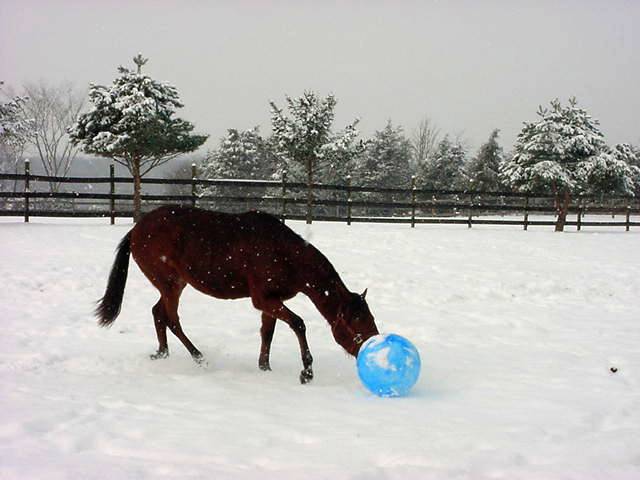 Chasing Ball