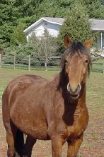 Hi, Mr Ed has nuthin on me!