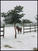 Encantador Snow Strolling