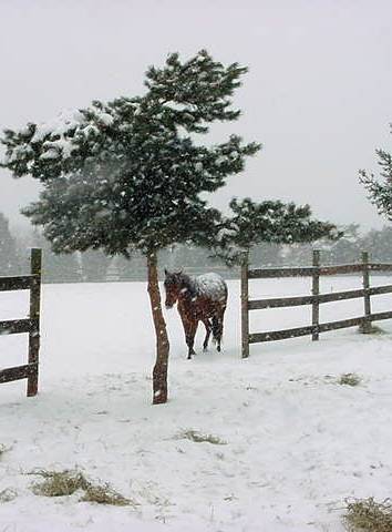 Encantador Snow Strolling