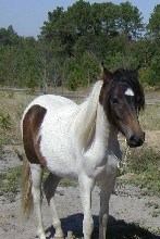 Poquita de Tibon