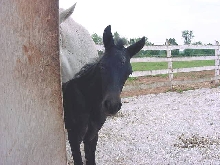 HOWDY!