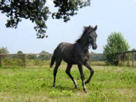 Ceruleo