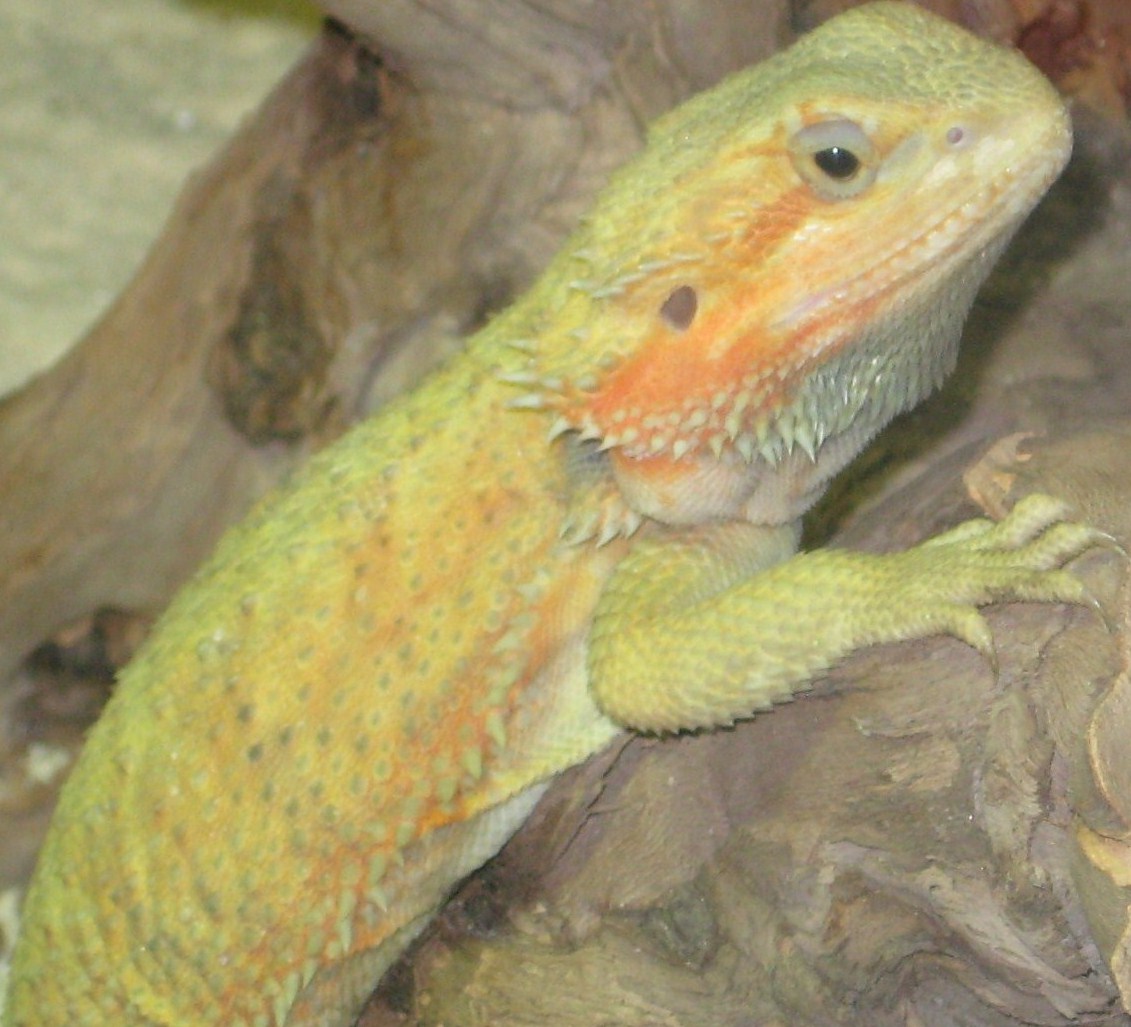Kiah going into shed
