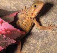 My trans male JD