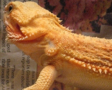 Kiah my hypotrans female.