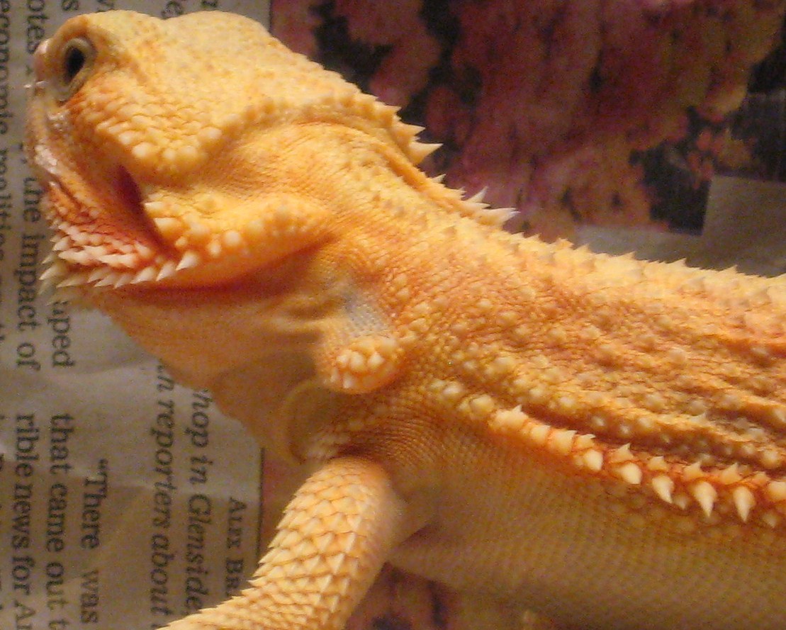 Kiah my hypotrans female.