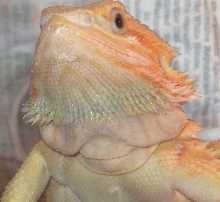 Kiah