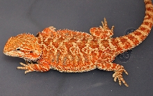 Nice female from Rick Millspaugh