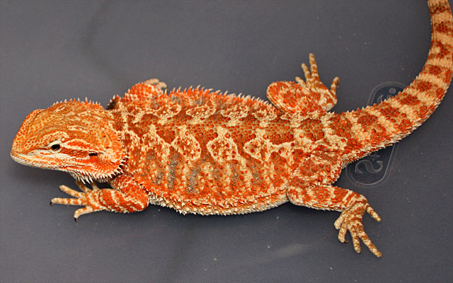 Nice female from Rick Millspaugh