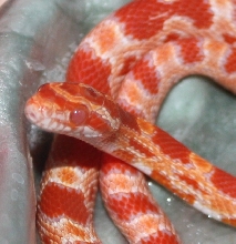 Can anyone tell me by looking at the photo what type of Corn snake this is?