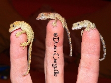 3 little Crested Geckos..