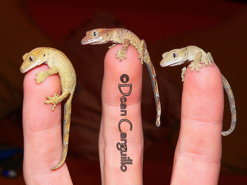 3 little Crested Geckos..