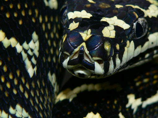 50% Diamond Cross FEMALE