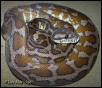 Unknown Carpet python
