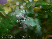 Y.Chameleon