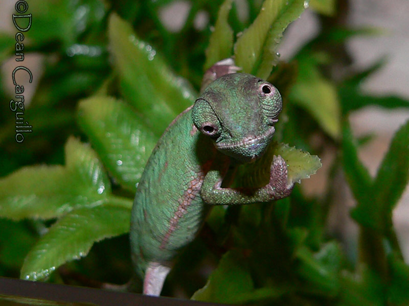 Y.Chameleon1